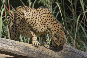 Картинка животные гепарды кошка пятна бревно лапы морда