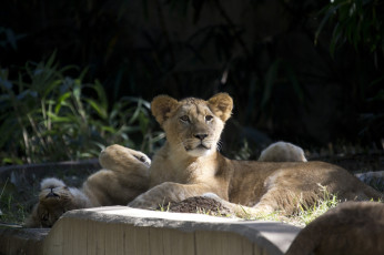 Картинка животные львы львята детеныши пара морда отдых зоопарк
