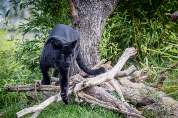 Картинка животные пантеры черный ягуар кошка хищник листва дерево бревна