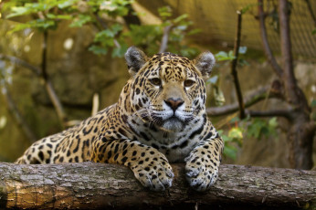 Картинка животные Ягуары кошка морда лапы бревно свет тень отдых зоопарк