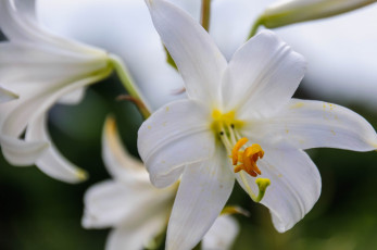 Картинка цветы лилии +лилейники белый макро пыльца