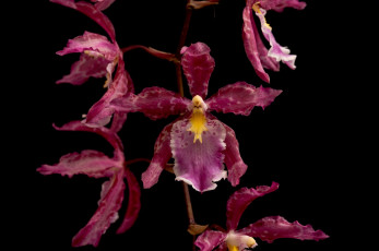 Картинка цветы орхидеи макро лепестки розовый