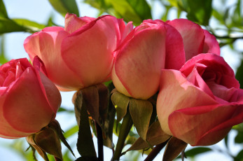 Картинка цветы розы букет розовые