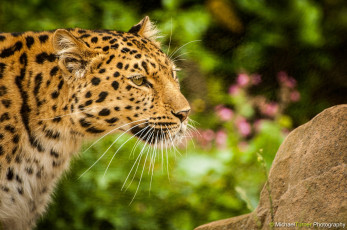 Картинка животные леопарды амурский морда профиль усы