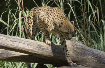 Картинка животные гепарды кошка пятна свет тень бревно морда лапы когти