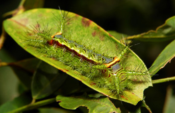 Картинка животные гусеницы гусеница листья макро itchydogimages