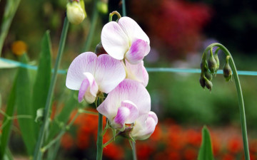 Картинка цветы орхидеи бутоны ростки стебли орхидея