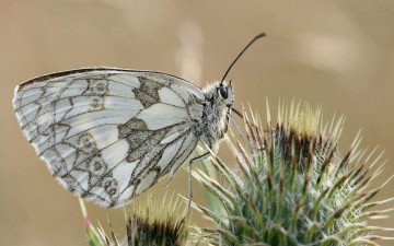 Картинка животные бабочки чертополох бабочка цветок колючки