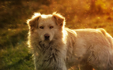 Картинка животные собаки собака лето друг взгляд