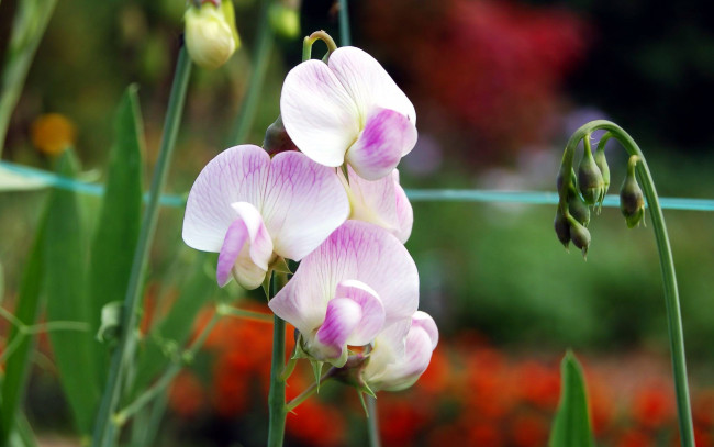 Обои картинки фото цветы, орхидеи, бутоны, ростки, стебли, орхидея
