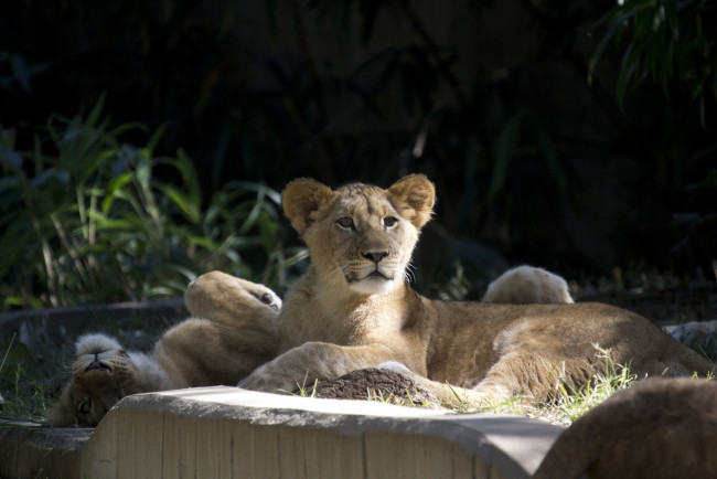 Обои картинки фото животные, львы, львята, детеныши, пара, морда, отдых, зоопарк
