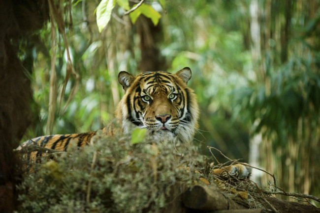 Обои картинки фото животные, тигры, хищник, морда, отдых