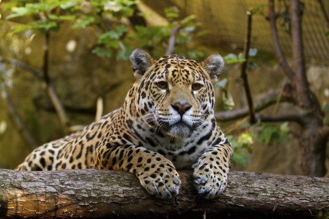 Обои картинки фото животные, Ягуары, кошка, морда, лапы, бревно, свет, тень, отдых, зоопарк