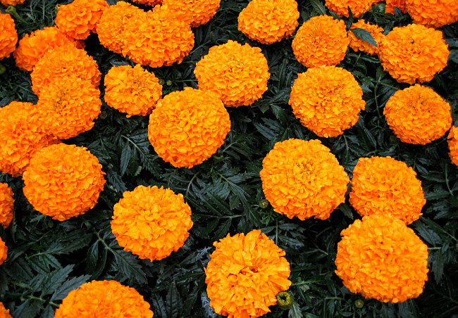 Обои картинки фото цветы, бархатцы, много, оранжевые