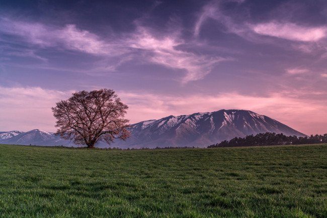 Обои картинки фото природа, деревья, трава, поле, горы, облака, розовое, небо, вечер, дерево