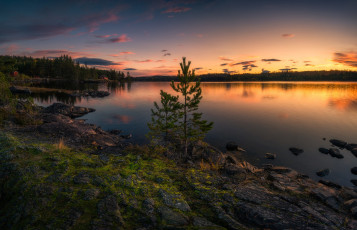 Картинка природа восходы закаты two trees ringerike norway норвегия