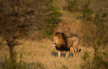 Картинка животные львы кустарники внимание дикая кошка прогулка саванна грива лев хищник поза природа ветки деревья свет взгляд трава поле