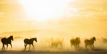 обоя животные, лошади, утро, кони, туман