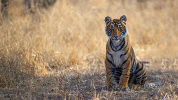 Картинка животные тигры фон поза тигр природа взгляд трава молодой тигренок дикая кошка сидит лапы