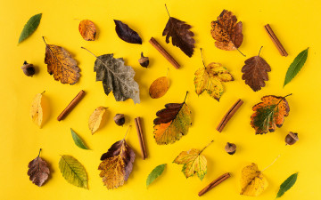 обоя природа, листья, осенние, leaves, autumn, background, yellow, корица, colorful, фон, осень