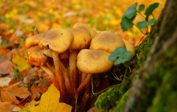 Картинка природа грибы mushrooms leaves autumn листва fall осень