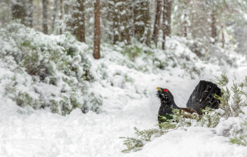 Картинка животные глухари +тетерева глухарь птица снег