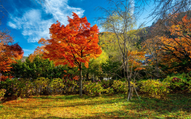 Обои картинки фото природа, лес, fall, tree, leaves, autumn, park, landscape, forest, colorful, парк, деревья, листья, осень