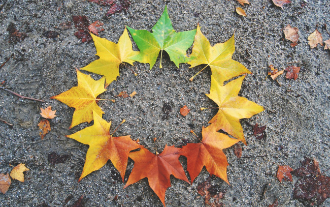 Обои картинки фото природа, листья, maple, осенние, leaves, autumn, клен, colorful, осень