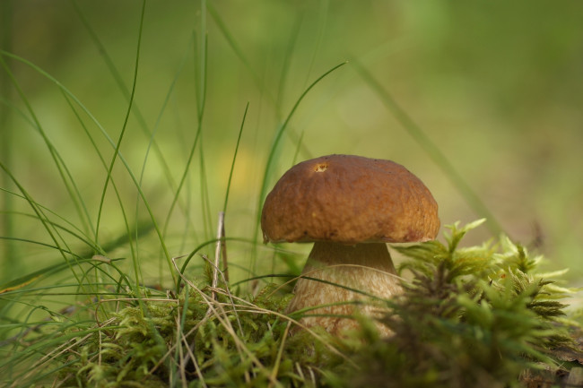 Обои картинки фото природа, грибы, боровик, гриб, трава