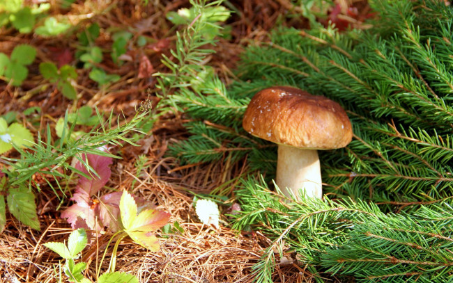 Обои картинки фото природа, грибы, сосновые, ветки, боровик