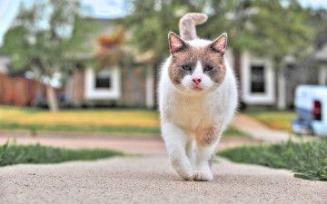 Картинка животные коты домашние улица домашняя кошка милые кошки лапы