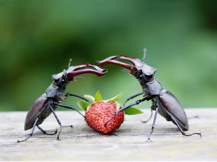 Картинка как делить будем by sergey kuranov животные насекомые