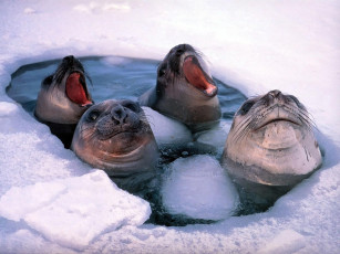 Картинка животные тюлени морские львы котики