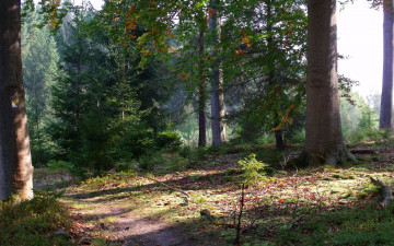 Картинка lesni cesta природа лес
