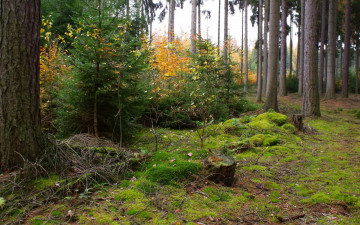 Картинка mytina природа лес