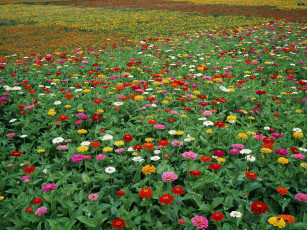 Картинка цветы цинния разноцветные поле