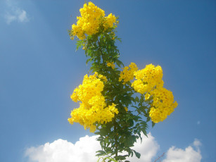 Картинка цветы кампсис текома небо облака желтые