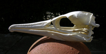 Картинка Череп баклана разное кости рентген птица череп клюв