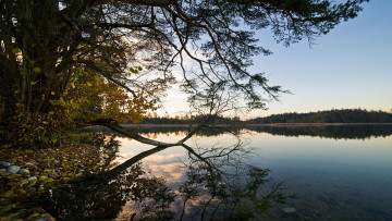 Картинка природа реки озера озеро деревья берег