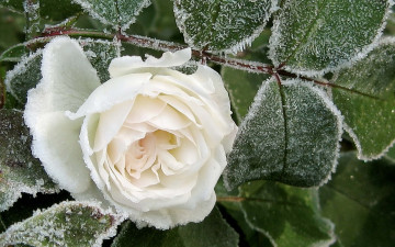 Картинка цветы розы белая иней