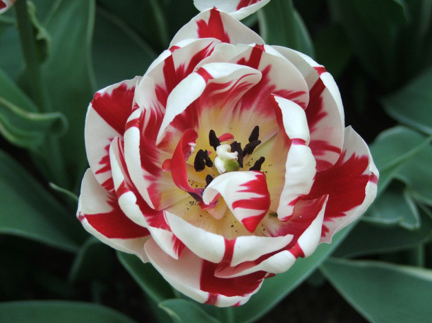 Обои картинки фото цветы, тюльпаны, белый, с, красным