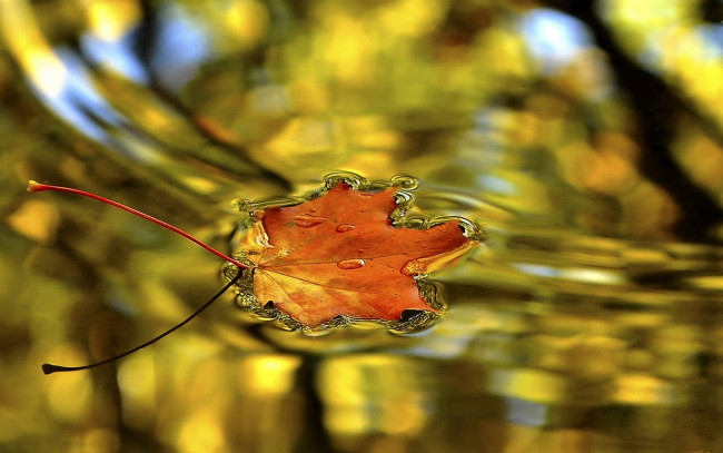 Обои картинки фото природа, листья, осень, вода, макро