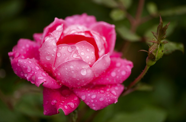 Обои картинки фото цветы, розы, бутон, капли, большой, розовый