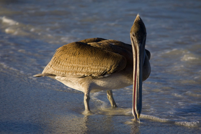 Обои картинки фото пеликан, животные, пеликаны, длинный, клюв, вода