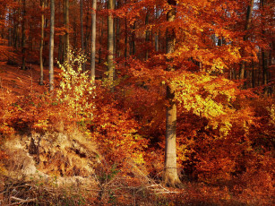Картинка природа лес осень деревья листья лучи