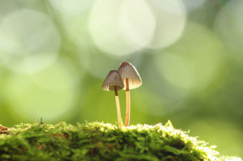 Картинка природа грибы мох макро пара фон зелёный боке