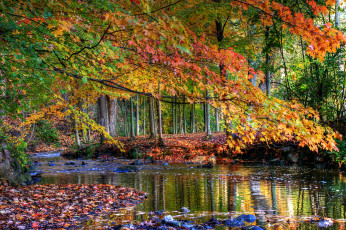 Картинка природа лес листья деревья ручей осень