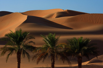 обоя природа, пустыни, песок, барханы, пальмы