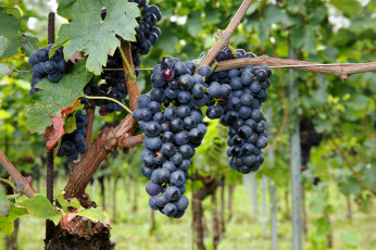 Картинка природа Ягоды +виноград лоза кисти
