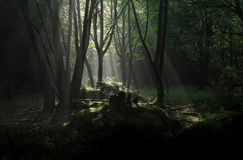 Картинка природа лес деревья лучи солнца